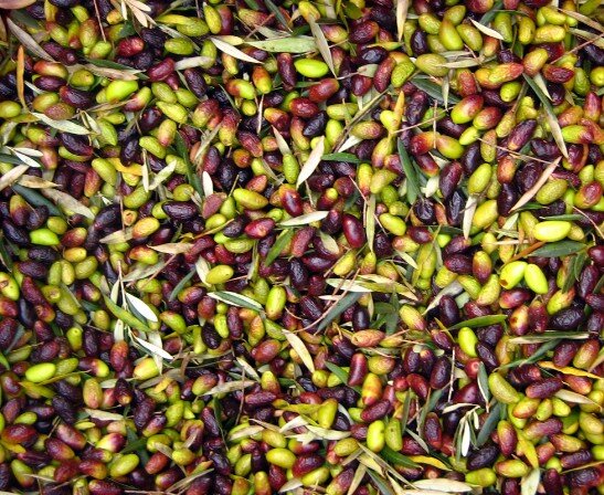 olives Barsalou